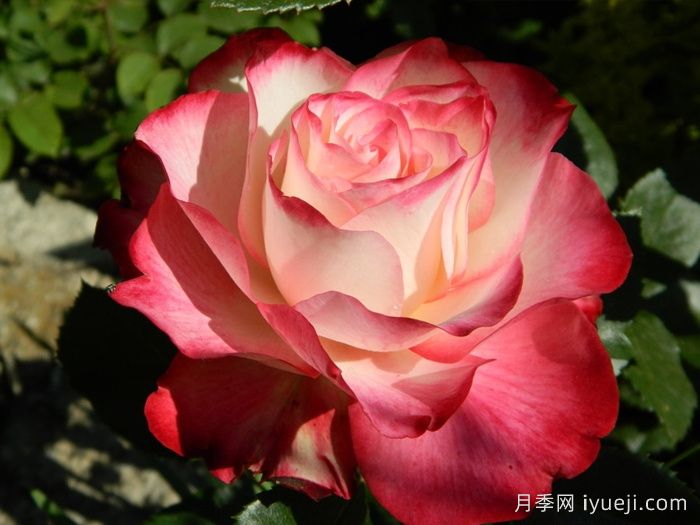 摩纳哥公爵月季/樱桃派对月季/樱桃冻糕Jubile du Prince de Monaco(图2)