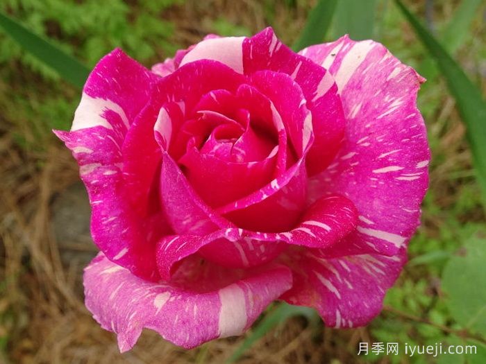 摩登时代月季/糖果条纹月季Modern Times(图1)