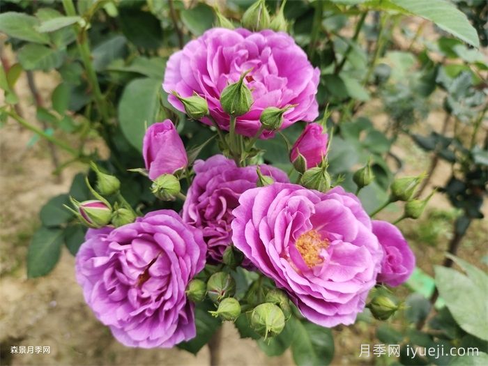 冥王星阳台月季Pluto King Terrazza(图3)