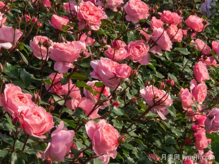 蜜语月季(图3)