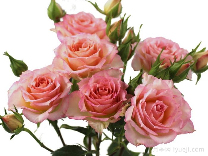 米娅之花月季Mia Blossoms(图1)