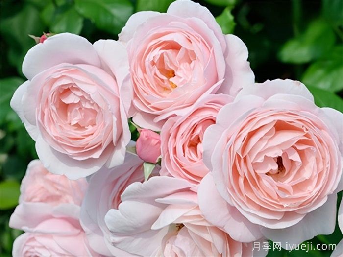 娜荷玛月季/娜希玛/娜荷马Nahema(图1)