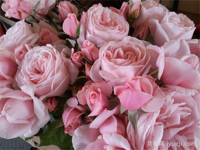 娜荷玛月季/娜希玛/娜荷马Nahema(图4)