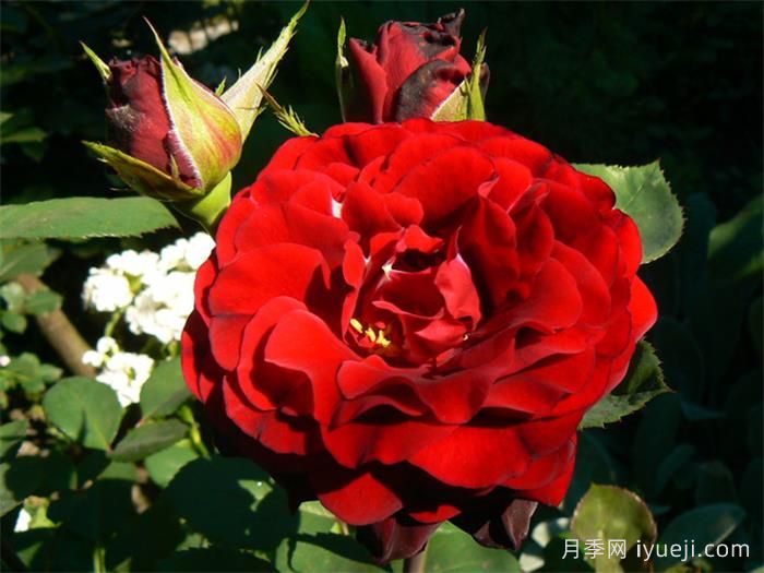 娜迪亚月季/纳迪亚Naodia Renaissance(图2)