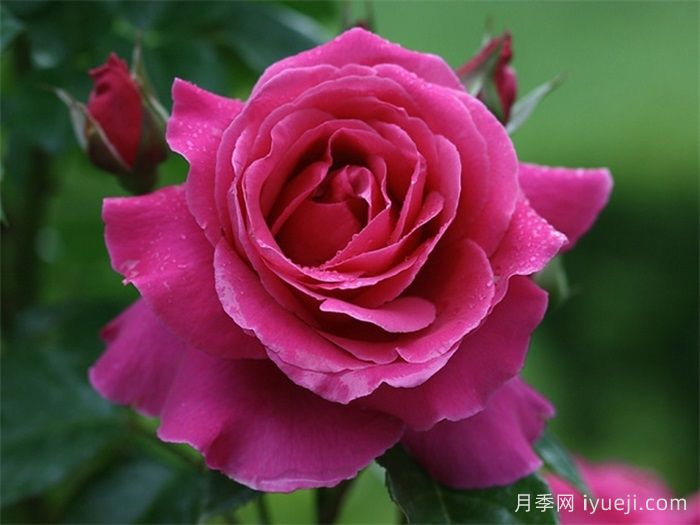 娜奥米月季/糯米/内奥米Naomi Renaissance(图1)