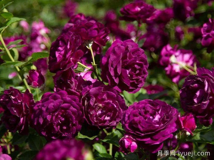 暮色区域月季/阴阳魔界月季Twilight Zone(图3)