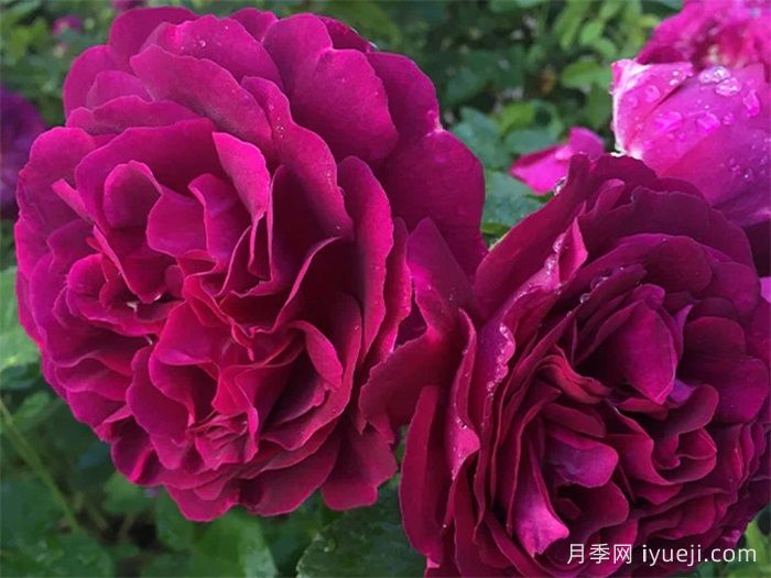 暮光之城月季Velvety Twilight(图4)