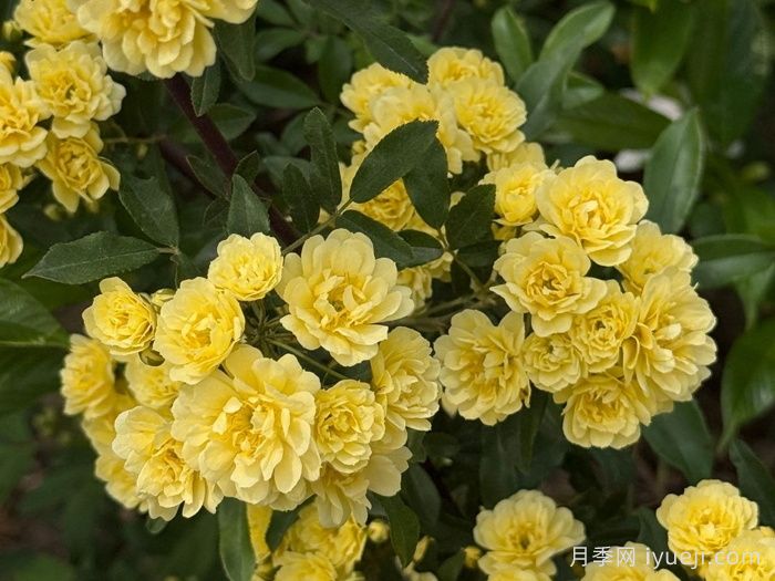 黄木香蔷薇(图3)