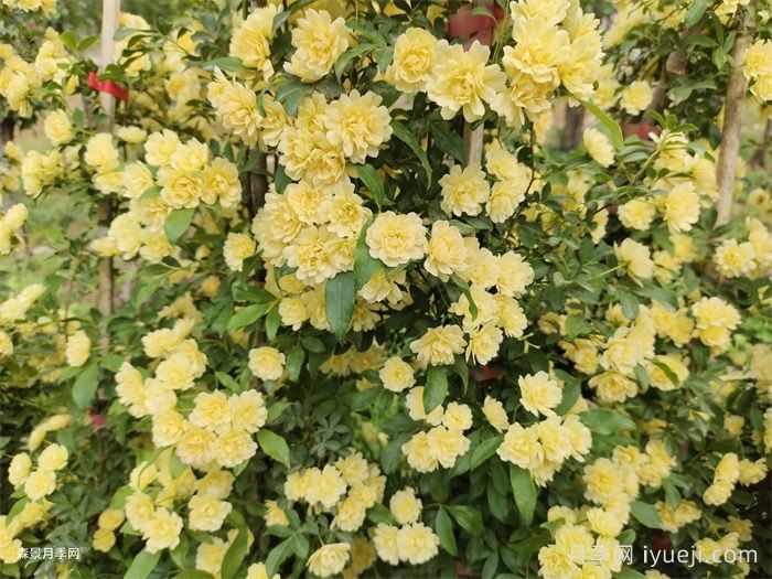 黄木香蔷薇(图5)