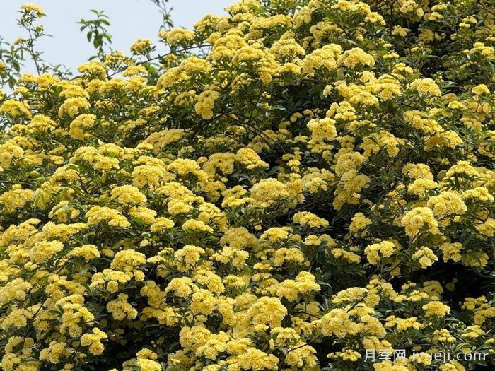 黄木香蔷薇(图6)