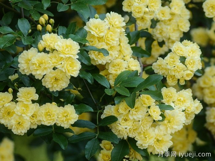 黄木香蔷薇(图7)