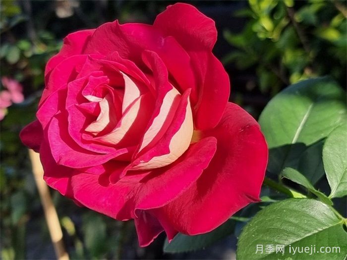 莫妮卡贝鲁奇月季/莫妮卡月季Monica Bellucci(图2)