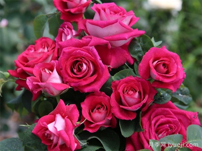 莫妮卡贝鲁奇月季/莫妮卡月季Monica Bellucci(图4)