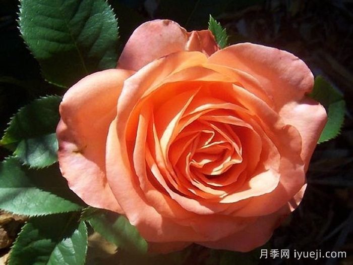 木瓜月季Papaya(图1)