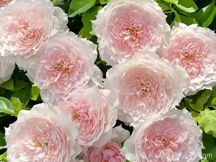 莫妮卡戴维月季Monique Darve(图3)