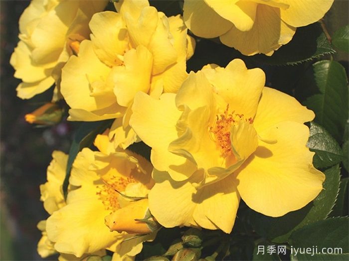 柠檬汽水月季/柠檬菲斯月季Lemon Fizz(图1)