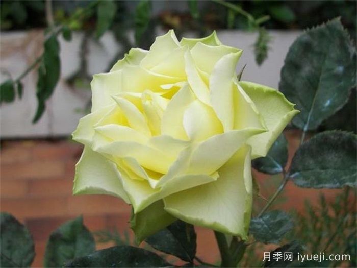 柠檬水月季Lemonade(图3)