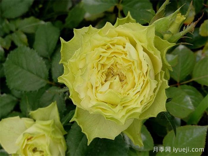 柠檬水月季Lemonade(图1)