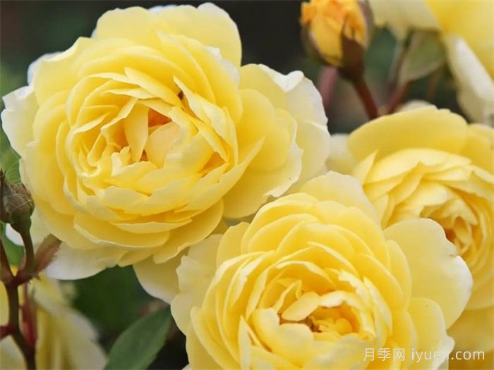 柠檬剪影月季Lemon Siluetta(图1)