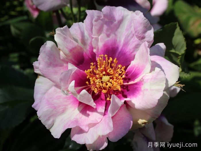 你的眼睛月季/万众瞩目/蓝眼睛Eyes for You(图1)