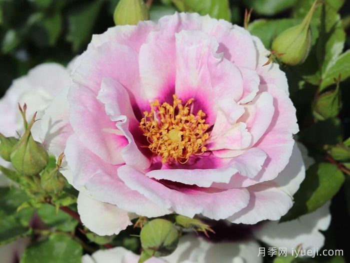 你的眼睛月季/万众瞩目/蓝眼睛Eyes for You(图2)