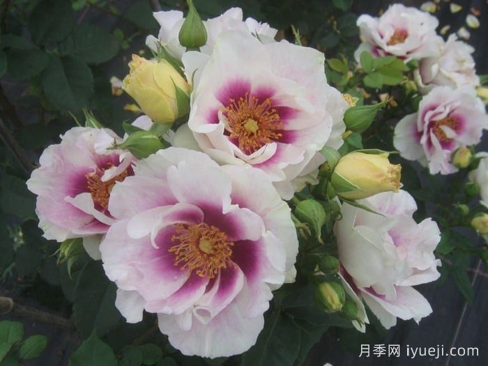 你的眼睛月季/万众瞩目/蓝眼睛Eyes for You(图4)