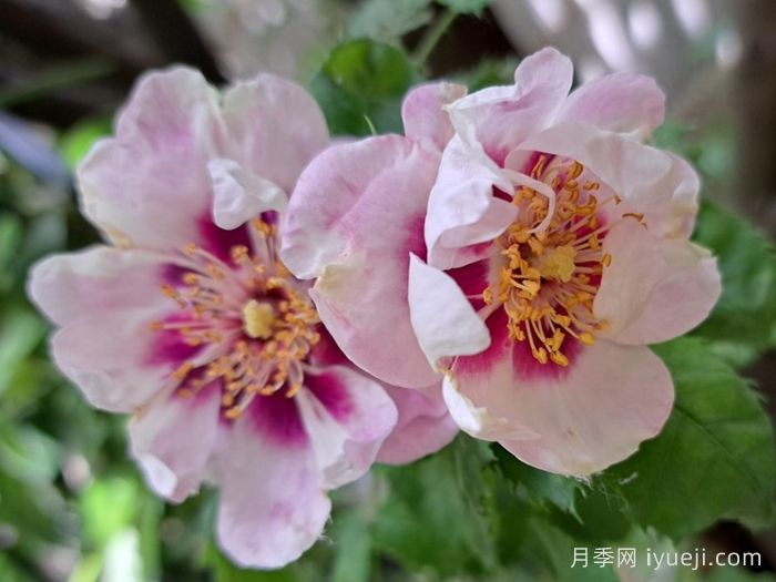 你的眼睛月季/万众瞩目/蓝眼睛Eyes for You(图5)