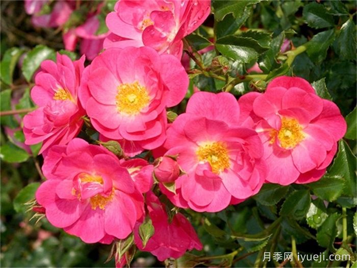 霓虹月季/霓虹灯Neon(图1)