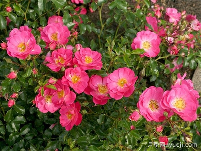 霓虹月季/霓虹灯Neon(图2)