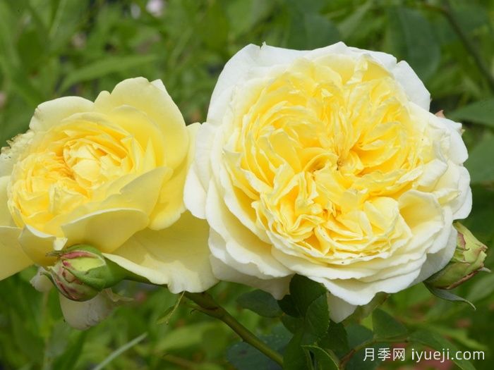 内尔森蒙福月季/尼尔森蒙福特Nelson Monfort(图1)