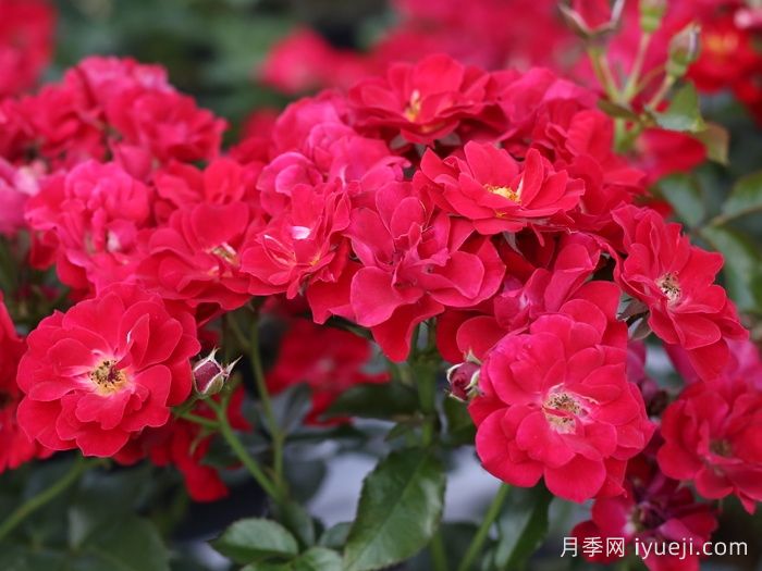 南湖薪火月季(图3)