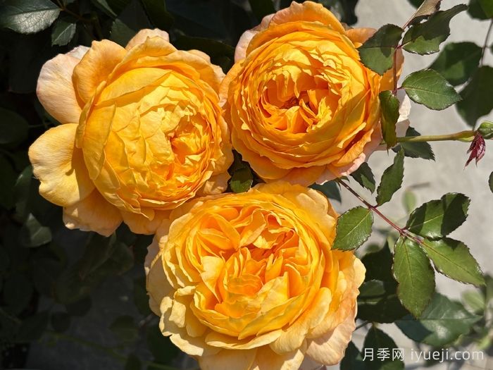 南瓜酥月季(图1)