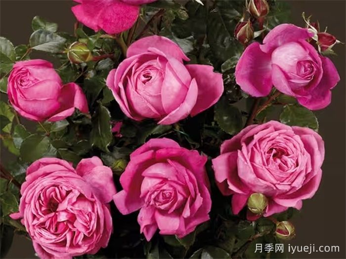 娜塔莉月季Natalie Renaissance(图2)