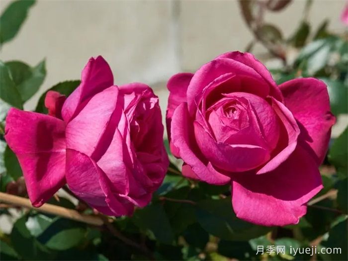 娜塔莉月季Natalie Renaissance(图1)