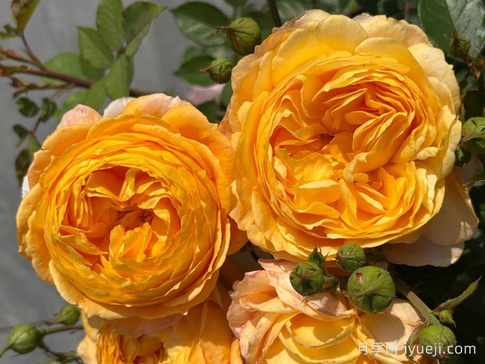 南瓜酥月季(图2)