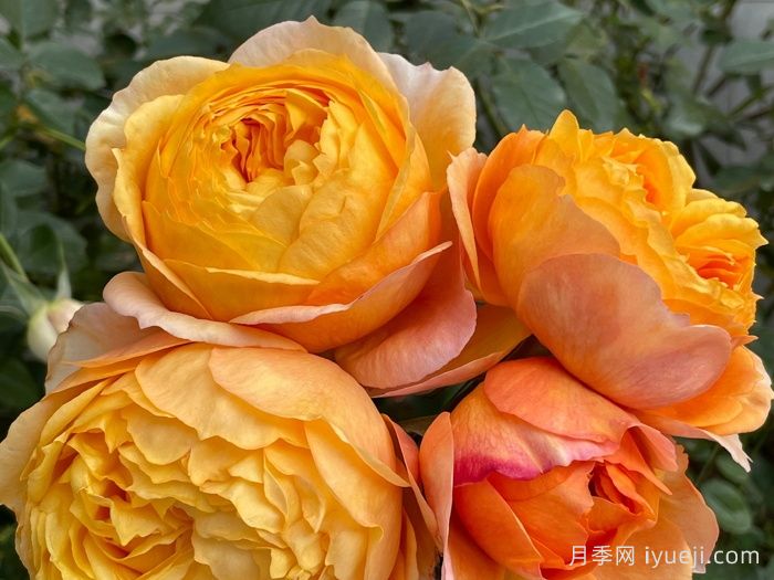 南瓜酥月季(图4)