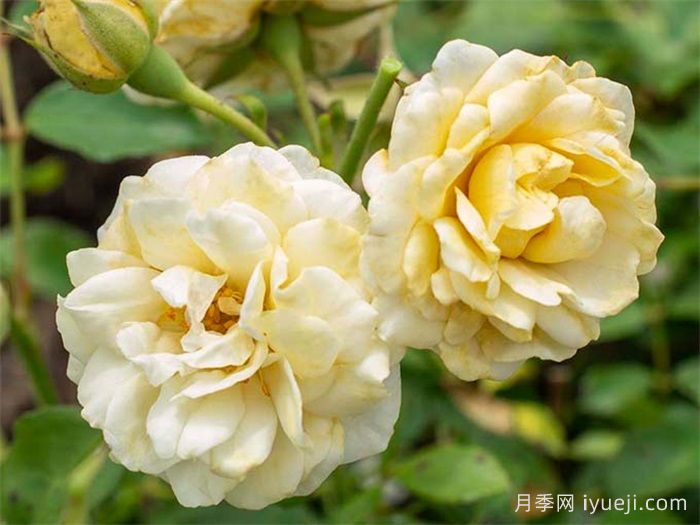 奶油漂流月季/黄油漂流Buttercream Drift(图2)