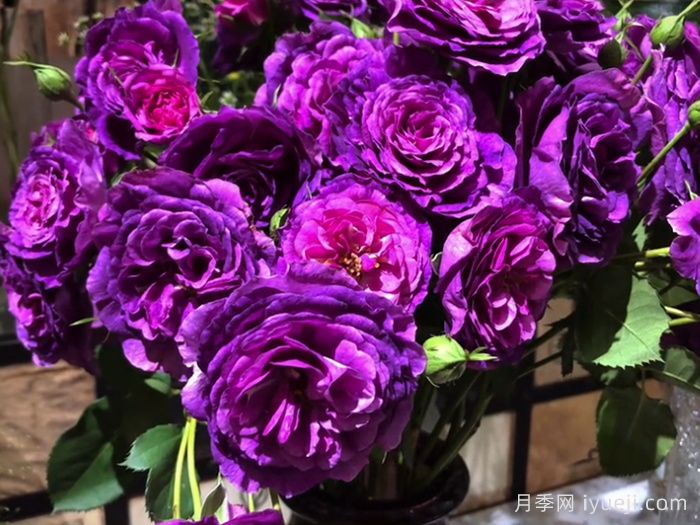 凝夜幽兰月季(图2)