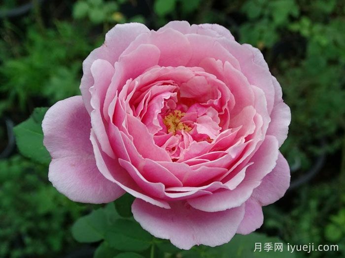 纽曼姐妹月季/以马内利修女月季/修女以曼月季Soeur Emmanuelle(图1)