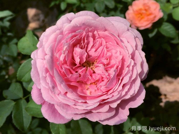 纽曼姐妹月季/以马内利修女月季/修女以曼月季Soeur Emmanuelle(图2)