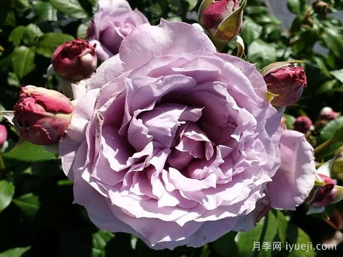 诺瓦利斯月季/蓝花诗人/波塞冬Novalis(图3)