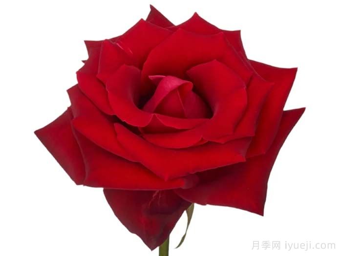 女士杀手月季/情场高手Lady Killer(图2)