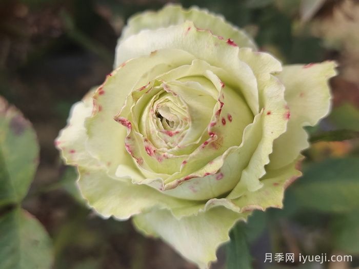 女士时装月季/高级时装Haute Couture(图2)