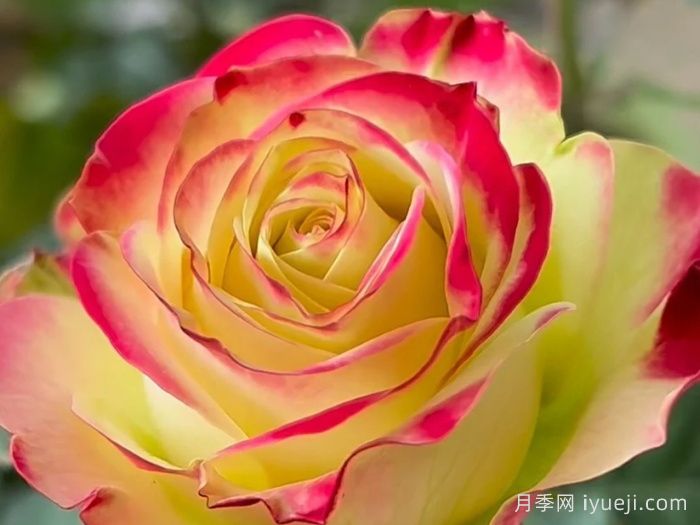 女王陛下月季/女皇陛下Her Majesty(切花)(图1)