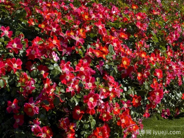 坎迪亚玫迪兰月季/女王玫迪兰(图1)