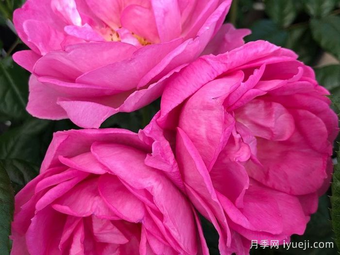 欧洲女人月季Europa Donna(图2)