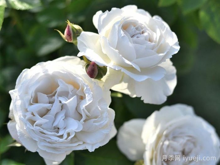 帕芙洛娃月季/巴甫洛娃月季Pavlova(图1)