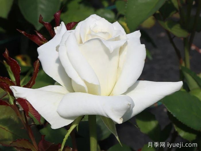 帕斯卡利月季Pascali(图2)