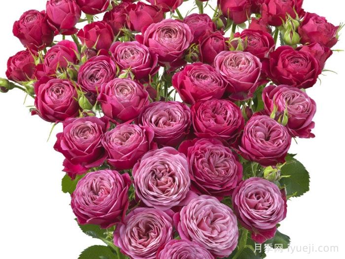 派对潮流月季Party Trendsetter(图1)