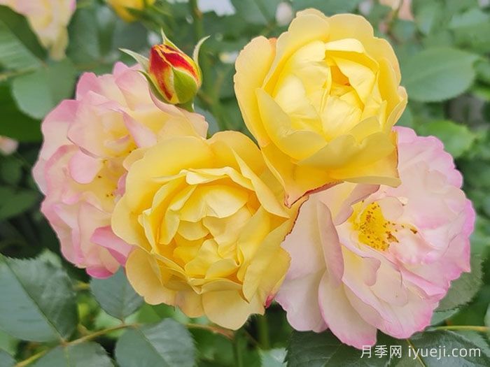 派对人生月季/派对生活Life of the Party(图1)